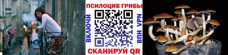 Псилоцибиновые грибы Psilocybe  Краснообск 